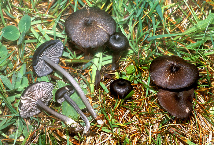 Ancora L. amethystina?